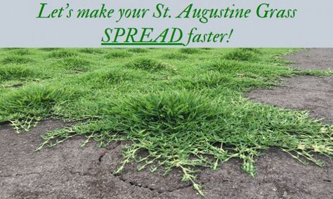 St Augustine Grass Care, Lawn Maintenance Schedule, St Augustine Grass, High Desert Landscaping, Kill Weeds, Grass Species, Grass Weeds, Soil Type, Growing Grass