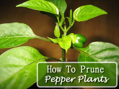 How To Prune Pepper Plants - for maximum yield... #gardening #peppers #homestead #homesteading How To Prune Pepper Plants, Chicken Treat Holder, How To Prune Basil, Gardening Peppers, Prune Basil, Prune Tomato Plants, Garden Peppers, Hot Peppers Plants, Grow Peppers