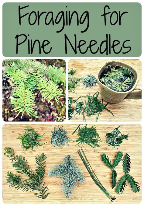 Foraging for Pine Needles ~ Don't Forget the Pine Needle TEA Natural Medicine,Natural Remedies, hmoeopathy Pine Needle Tea, Wild Foraging, Wild Food Foraging, Medicinal Tea, Edible Wild Plants, Magia Das Ervas, Natural Healing Remedies, Healing Plants, Herbal Healing