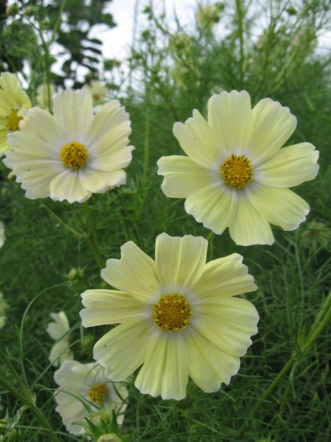 Cosmos Yellow | by anniesannuals Yellow Cosmos Flowers, Yellow Cosmos, Cosmos Tattoo, White Cosmo, Myanmar Art, Yellow Garden, Best Perennials, Cosmos Flowers, Creative Gardening