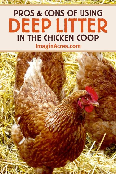 The deep litter method is created from repeated layering of organic materials on the floor of the chicken coop. Discover the pros and cons of the deep litter method for chicken coop maintenance. Deep Litter Method, Chicken 101, Make Compost, Coop Decor, Urban Chicken Farming, Chicken Coop Decor, Layer Chicken, Chicken Coop Run, Urban Chickens