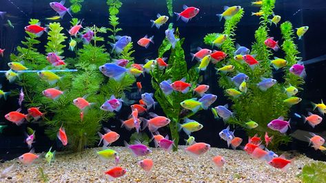 Transgenetik tetra Aquatic Ambience, Aquarium Aesthetic, Coral Reef Art, Tetra Fish, Home Study Rooms, Neon Tetra, Small Fish Tanks, Arcade Room, Coconut Dream