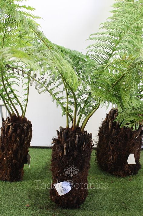 Tropical Plants Uk, Australian Tree Fern, Dicksonia Antarctica, Full Shade Plants, Tattoo Plant, Australian Trees, Ferns Garden, Tree Fern, Tree Canopy