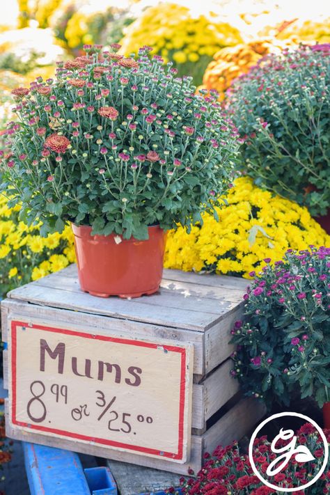 When shopping for chrysanthemum plants, learn how to choose the best. Get the know how on when to buy mums and properly care for them in the landscape. Chrysanthemum Plant, Fall Pots, Potted Mums, Commercial Greenhouse, Flower Bud, Annual Plants, Cheat Sheet, Types Of Flowers, Cool Plants