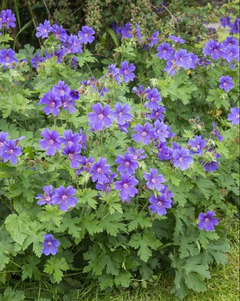 Geranium Magnificum (Hardy Geranium) Geranium Magnificum, Planting Under Trees, Evergreen Groundcover, Plants Under Trees, Hardy Geranium, Panicle Hydrangea, Hydrangea Bloom, Black Thumb, Lenten Rose