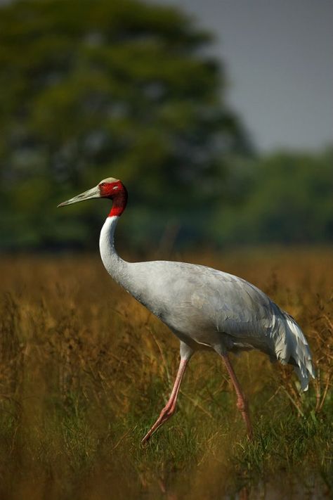 Blessed To Be A Blessing, Sarus Crane, Indian Rhinoceros, Indian Wildlife, Wildlife Of India, Indian Animals, Clouded Leopard, Be A Blessing, Asian Elephant