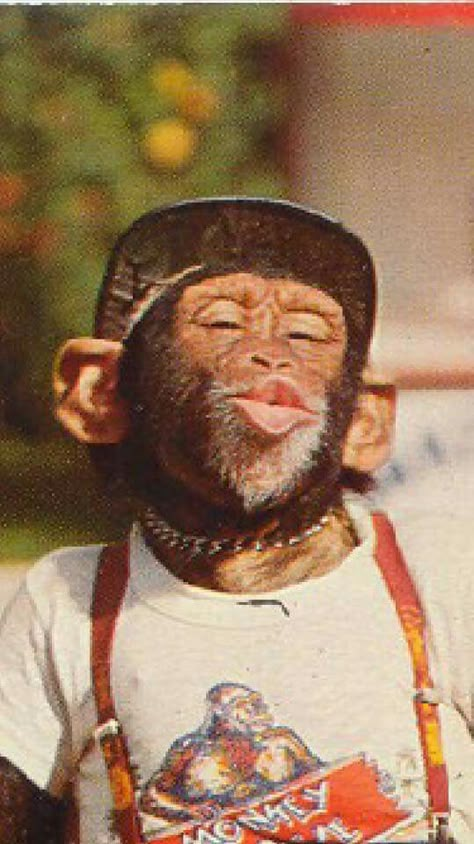 Funny Animal Photos, Monkeys Funny, Animal Photos, Funny Face, Old Man, Funny Animal, Monkeys, Funny