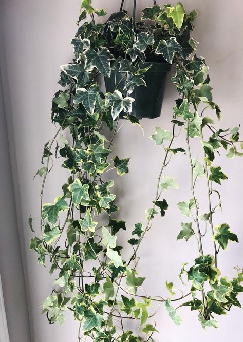 English Ivy Indoor, Indoor Ivy, Ivy Plant Indoor, Variegated Ivy, English Ivy Plant, Plants Outside, Ivy Plant, Ivy Wall, Hedera Helix