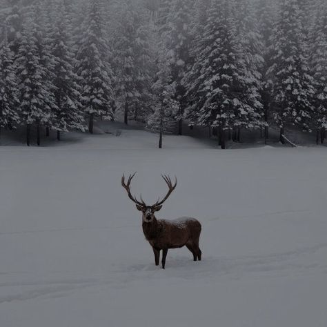 Canadian Animals, Winter Bucket List, Winter Szenen, Winter Nature, Winter Animals, Winter Wallpaper, Winter Magic, Winter Scenery, Winter Beauty