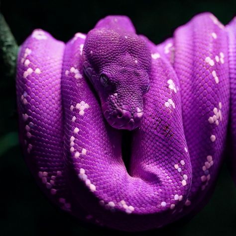 Purple snake Anime Snake, Snake Aesthetic, Colorful Snake, Danger Noodles, Cool Snakes, Colorful Snakes, Pretty Snakes, Snake Wallpaper, Purple Snake