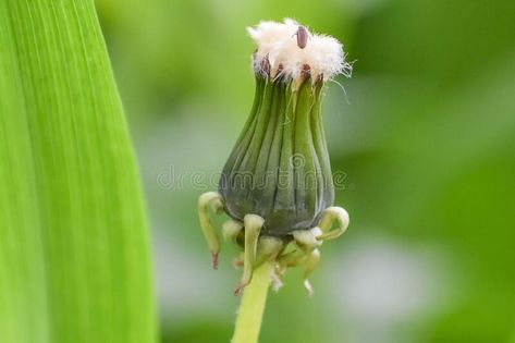 A Dandelion, Mental Hospital, Dandelion Seed, Insect Art, A Bug, The White, Bugs, Dandelion, Art Reference