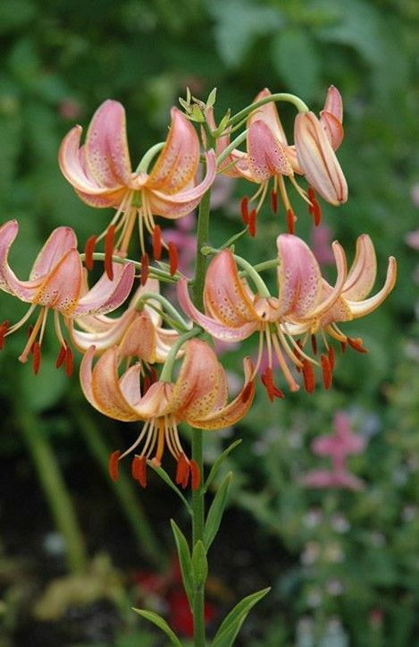 Turks Cap, Lilium Martagon, Martagon Lily, Daylily Garden, Weird Plants, Garden Workshops, Asiatic Lilies, Picking Flowers, Day Lilies