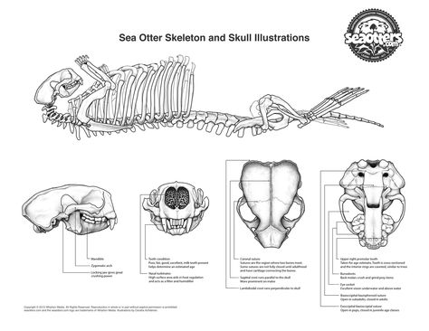 Otter Skeleton, Sea Otter Drawing, Otter Drawing, Otters Cute, Animal Skeletons, Sea Otters, First Live, Marine Ecosystem, Skull Illustration