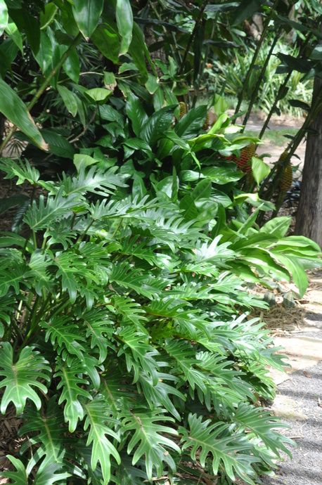 Philodendron Xanadu, Tropical Garden Plants, Full Shade Plants, Pool Plants, Balinese Garden, Home Backyard, Tropical Garden Design, Tropical Backyard, Full Sun Plants