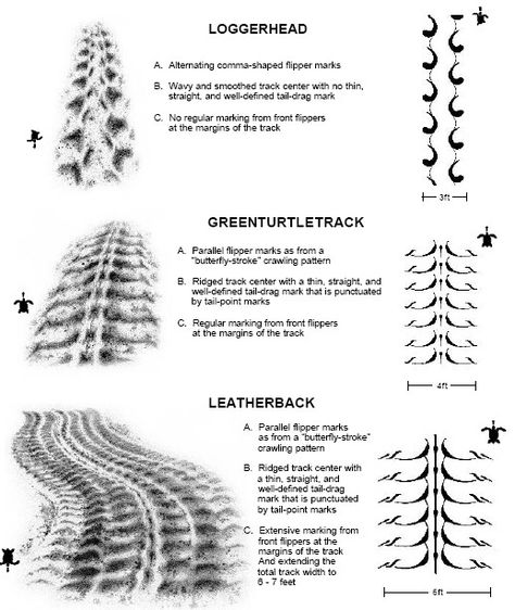 Sea turtle tracks.. possible tattoo with a turtle at the end. Turtle Tracks Tattoo, Tortoise Tattoo, Sea Turtle Nest, Turtle Facts, Loggerhead Sea Turtle, Tortoise Turtle, Turtle Love, Marine Biologist, New School Tattoo