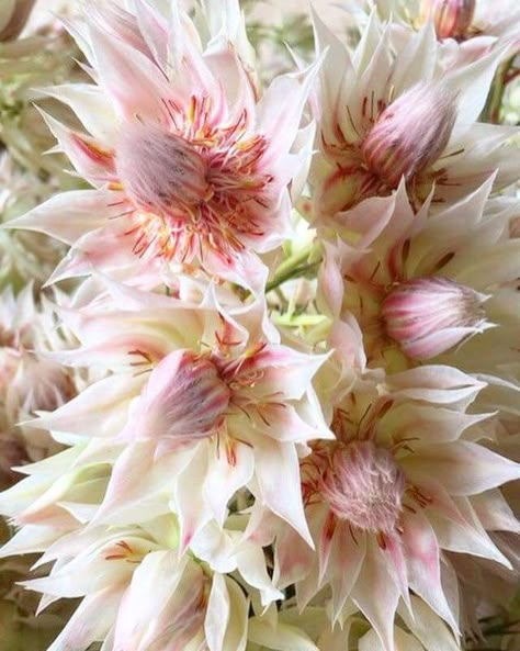 Blushing bride protea Blushing Bride Flower, Blushing Bride Protea, Protea Flower, Australian Native Flowers, Flower Guide, Blushing Bride, Blush Bride, Pink Garden, Native Garden