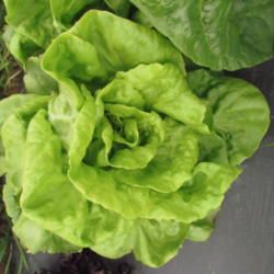 Growing lettuce Buttercrunch Lettuce, Popcorn Seeds, Types Of Lettuce, Spring Crops, Butter Lettuce, Lettuce Seeds, Growing Lettuce, Head Of Lettuce, Buy Seeds