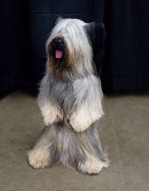 He’s very very Rare Skye Terrier Skye Terrier, Terrier Breeds, Cat Grooming, Scottish Terrier, Terrier Dogs, Happy Dogs, Working Dogs, Beautiful Dogs, I Love Dogs