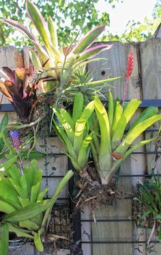 Bromeliad Garden, Bromeliads Garden, Bromeliads Landscaping, Rainforest Garden, Vertical Herb Gardens, Orchid Wall, Basket Garden, Feeding Birds, Garden Wall Designs