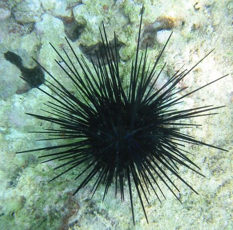 Sea urchins are spiny, hard-shelled creatures that live on rocky seafloor on different depths, from shallow waters to great depths. Description from kimmode123.blogspot.com. I searched for this on bing.com/images Black Sea Urchin, Life Under The Sea, Water Life, Reef Tank, Aquatic Animals, Sea Urchin, Arte Animal, Ocean Creatures, Black Sea