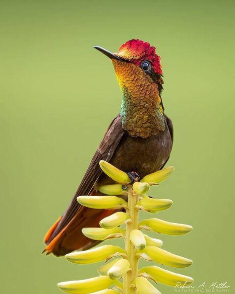 Photo by Robin Alexander Mettler (@robinmettler3) 2021.08.13 Parque Nacional de la Uva, Colombia Hummingbird Pictures, French Guiana, Pretty Birds, Wildlife Animals, Bird Lovers, Bolivia, Trinidad, Natural World, Beautiful Birds