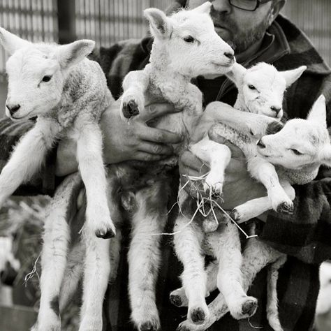 Looking forward to our lambing tours at the farm, this Saturday 9th April. Full details on my blog #spring #lambs #farmlife #farmtours #cotswolds @daylesfordfarm Baa Baa Black Sheep, Sheep Shearing, Sheep And Lamb, Oita, A Sheep, Black Sheep, Art And Craft, Farm Animals, Goats