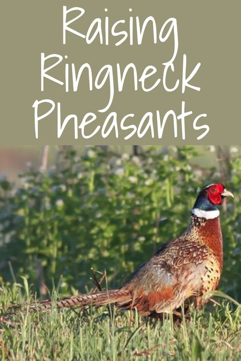 Game Bird Pens, Pheasant Aviary Ideas, Pheasant Coop Ideas, Pheasant Pen Ideas, Pheasant Aviary, Pheasant Coop, Pheasant Pen, Raising Pheasants, Pheasant Mounts