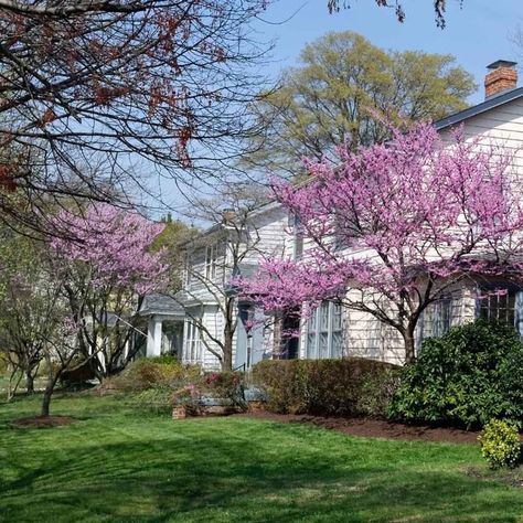 Shade Trees Near House, Small Patio Trees, Trees For Shaded Areas, Eastern Redbud Tree Landscapes, Crabapple Tree Landscaping, Redbud Tree Landscaping, Small Shade Trees, Small Trees For Front Yard, Front Yard Trees