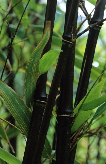 Phyllostachys nigra, (black bamboo) Photo by John Glover Phyllostachys Nigra, Bamboo Species, Bamboo Trees, Goth Garden, Gothic Garden, Bamboo Garden, Midnight Garden, Black Garden, Black Bamboo