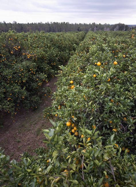 Fruits Farming, Citrus Image, Orange Farm, Orange Groves, Orange Grove, Florida Oranges, Farm Design, Orange Tree, Old Florida