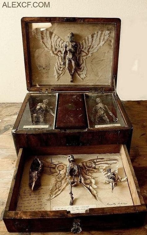 Peddlers Cart, Vampire Hunting Kit, Cryptid Academia, Cryptid Core, Voodoo Hoodoo, Vampire Hunter, Cabinet Of Curiosities, Mythological Creatures, Assemblage Art