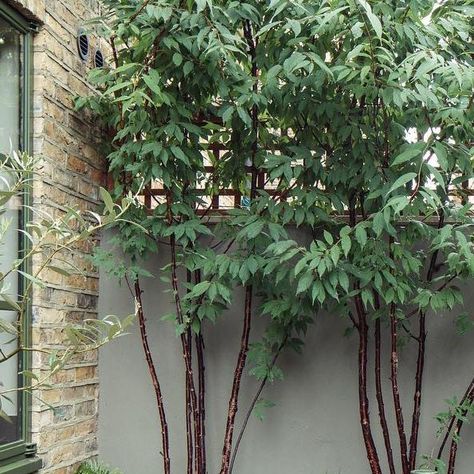 Ūla Maria Studio on Instagram: "The same corner of the Camberwell courtyard Now vs before. Beautiful glossy Prunus serrula stems against muted grey matt wall. Bespoke storage bench with timber top, powder coated to match architectural details by @fraherandfindlay 🧚🏼‍♂️🪄photography: @chriswhartonphotography" Grey Garden Wall, Multistem Trees, Prunus Serrula, Garden Courtyard, Grey Gardens, Architectural Details, Courtyard Garden, Back Garden, Small Gardens