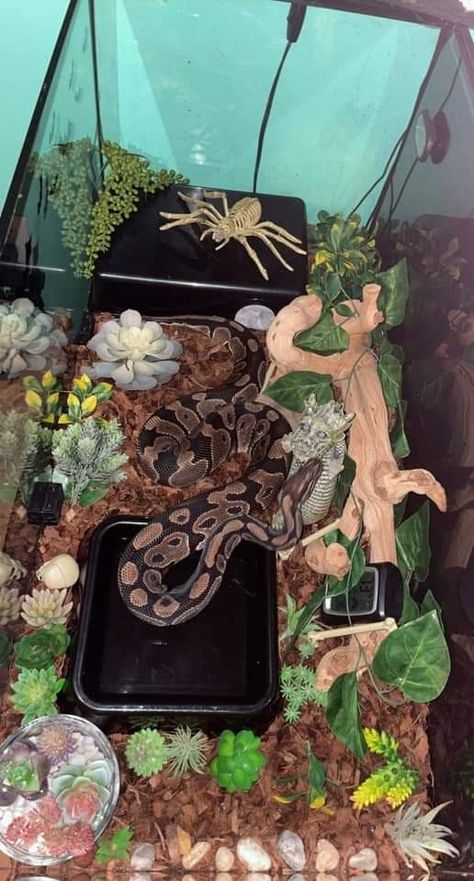 Snake Cage Decor, Snake Tank Decor Ideas, Rough Green Snake Enclosure, Cute Snake Enclosure Ideas, Snake Inclosers, Snake Inclosers Ideas, Snake Tank Ideas Ball Python, Aesthetic Snake Enclosure, Snake Exhibit