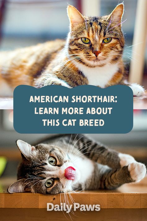 With their affectionate nature, compact build, round faces, and short ears, American shorthairs make beautiful and loving pets. Learn everything you need to know about this common cat breed by clicking here! #breeds #petbreeds #breedroundup #catbreeds #kittenbreeds #dogbreeds #bestcatbreeds #bestdogbreeds American Short Haired Cats, American Wirehair Cat, Best Cat Breeds, Kitten Breeds, Cat Groomer, Huge Cat, American Shorthair Cat, The Mayflower, Cat Patch