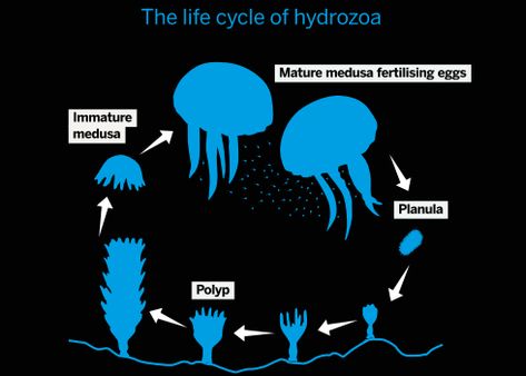 the immortal jellyfish Jellyfish Swarm, Immortal Jellyfish, Jellyfish Species, Big Animals, River Fishing, Camping Items, Everlasting Life, Deep Sea Fishing, Oceans Of The World