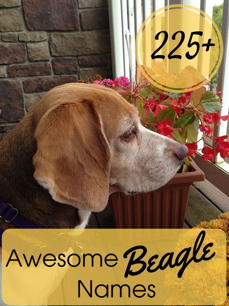 225+ Awesome Names for Beagles Names For Girl, Beagle Names, Beagle Tattoo, Beagle Funny, Names Boy, Ideal Family, Dog Table, Sense Of Smell, Dog List