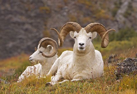 Dall Sheep... Full curl? Maybe. ;) Dall Sheep, Alaska Wildlife, Big Horn Sheep, Wild Deer, Wildlife Photos, Majestic Animals, Arte Animal, Wildlife Animals, Sweet Animals