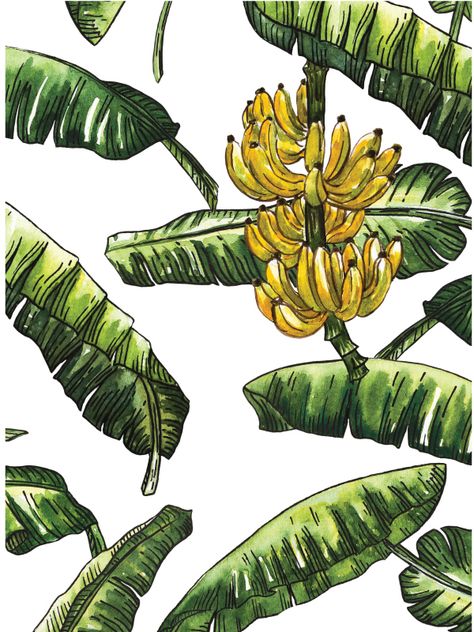 Part of Banana tree have leaves and fruit design to pattern Banana Tree Tattoo, Fruit Tree Drawing, Banana Tree Drawing, Banana Tree Illustration, Kerala Poster, Drawing Leaves, Tree Branch Tattoo, Banana Wallpaper, Banana Leaf Art