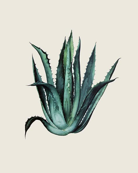 Book Colour Palette, Aloe Vera Tattoo, Agave Art, Tequila Art, Cactus Sculpture, Agave Cactus, Plant Business, Cactus Stickers, Plant Tattoo