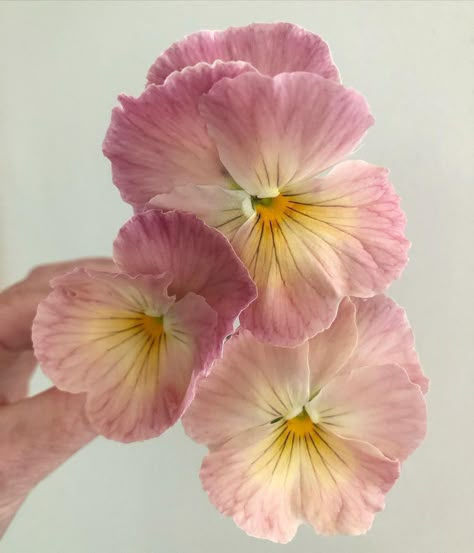 Loving my Antique Shades Pansies this year! Please see my stories for a different view. #pansy #pansies #imperialantiqueshades… | Instagram Victorian Flower Language, Floral Therapy, Fleur Aesthetic, Flowers House, Small Vases, Plant Fungus, Cool Shades, Watercolour Inspiration, Pink And Purple Flowers