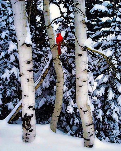 Winter Songs, Winter Szenen, Snow Covered Trees, I Love Winter, Birch Trees, Red Bird, Winter Magic, Bird Tree, Winter Scenery