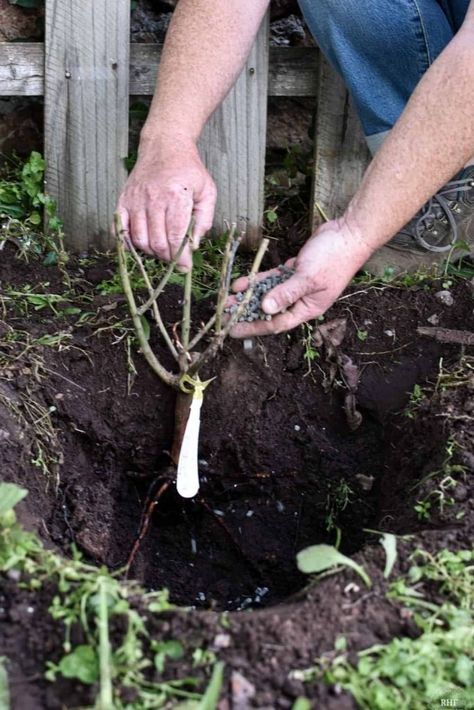 How to Plant Bare Root Climbing Roses | Rocky Hedge Farm Bare Root Roses, Climbing Roses, Gardening Fork, Hedges, Planting, Garden Tools, Climbing, Rocky, Roses