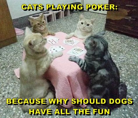 CATS PLAYING POKER Gatos Cool, Gatto Carino, Funny Cat Memes, Funny Cat Pictures, Cat Playing, Silly Cats, Cat Care, Funny Animal Pictures, Crazy Cats