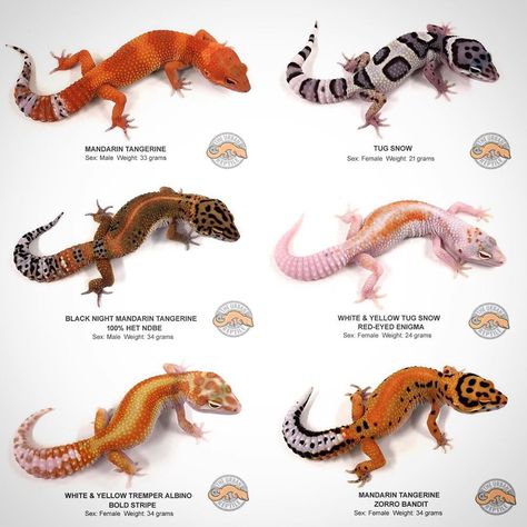 The Urban Reptile on Instagram: “🔥AVAILABLE LEOPARD GECKOS 🔥 We have just updated our website with 140 new and amazing Leopard Geckos for sale.  Click the link in our…” Gecko Craft, Leopard Gecko Funny, Gecko Morphs, Leopard Gecko Cute, Leopard Gecko Habitat, Leopard Gecko Care, Leopard Gecko Morphs, Colorful Lizards, Gecko Terrarium