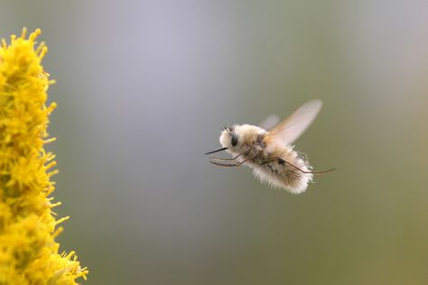 Hummingbee! Bee Fly, Bee Hummingbird, Cutest Babies, Bear Grylls, A Bug's Life, Beautiful Bugs, Arthropods, Weird Creatures, Bees Knees