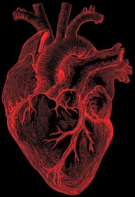 Heart Organ Aesthetic Wallpaper, Heart Autonomy, Real Heart Image, Realistic Heart Drawing, Heart Veins, Heart Realistic, Human Heart Art, Anatomical Heart Drawing, Human Heart Drawing