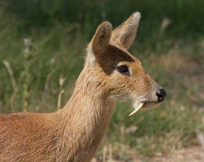 Musk deer can refer to any one of, or all seven species, that make up Moschus, the only genus of the family Moschidae. Musk deer are more primitive than cervids, or true deer, because they lack antlers and facial glands, and possess only a single pair of teats, a gall bladder, a caudal gland, a pair of tusk-like teeth and—of particular economic importance to humans—a musk gland. Vampire Deer, Musk Deer, Mouse Deer, Water Deer, Deer Species, Deer Photos, Deer Pictures, Rare Species, Interesting Animals