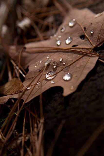 Drops Of Water, Brown Wallpaper, Beige Aesthetic, Water Droplets, Aesthetic Colors, Brown Aesthetic, Autumn Aesthetic, On The Ground, Browning