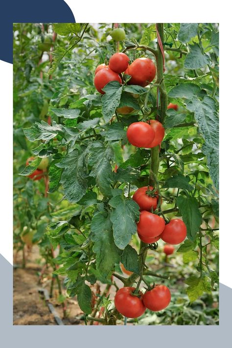 The way you plant your tomatoes can make a big difference in their growth and yield. Gardeners often debate between planting tomatoes sideways or burying them deeply. Each method offers unique benefits and challenges. In this article, we will explore both techniques in detail, helping you understand how they work and which might be best suited for your garden. Learn how to optimize your tomato planting for a better harvest. Root Structure, Tomato Seedlings, Root Growth, Canning Tomatoes, Plant Guide, Plant Health, Juicy Tomatoes, Tomato Plants, Edible Plants