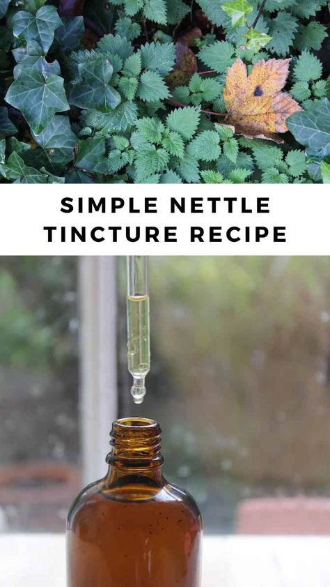 Nettles growing wild amongst ivy. A close up of nettle tincture in an amber bottle in front of a window. A dropper is being held above the bottle. Stinging Nettle Tincture, Eating For Health, Nettle Tincture, Nettle Recipes, Reducing Cholesterol, Herb Tinctures, Tinctures Recipes, Recipe For Beginners, Herbal Remedies Recipes